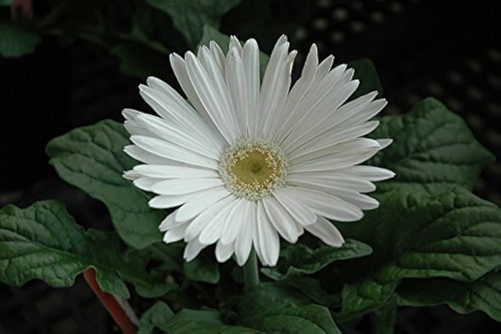 White Gerbera Vanilla Flower Seeds for Planting – Heirloom Non-GMO, High Germination Organic Garden Seeds for Vibrant Blooms