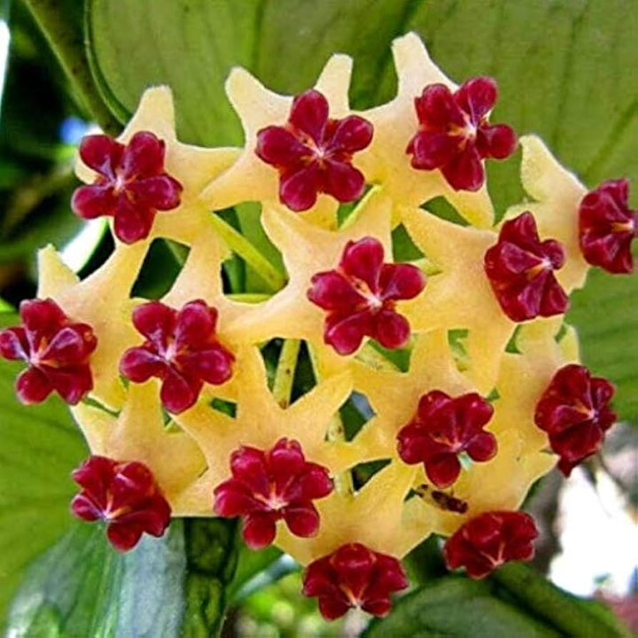Yellow Red Hoya Carnosa Flower Seeds for Planting – Heirloom, Non-GMO, High Germination Organic Garden Seeds
