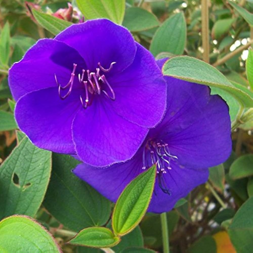Blue Mandevilla Sanderi Flower Seeds for Planting – Heirloom, Non-GMO Seeds, High Germination, Organic Garden