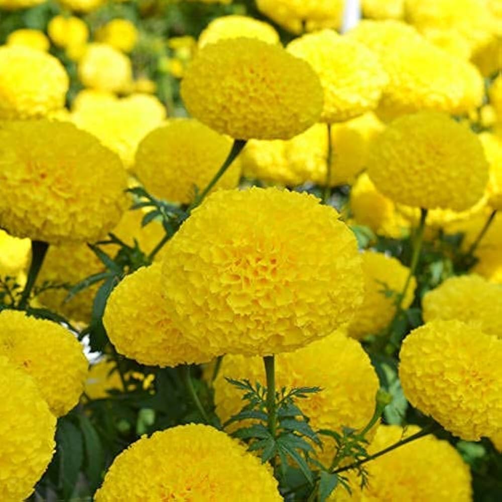 Yellow Marigold Heirloom Non-GMO Seeds for Planting – High Germination Organic Garden Seeds for Beds, Borders & Containers
