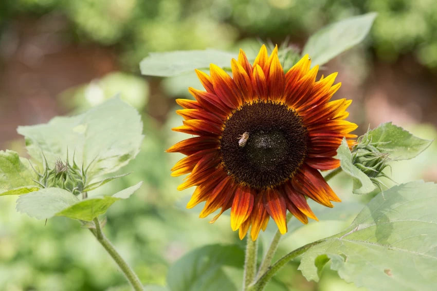 Yellow & Red Sunflower Heirloom Non-GMO Seeds for Planting – High Germination Organic Garden Seeds for Bold Blooms