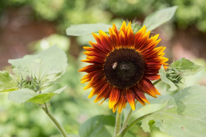 Yellow & Red Sunflower Heirloom Non-GMO Seeds for Planting – High Germination Organic Garden Seeds for Bold Blooms