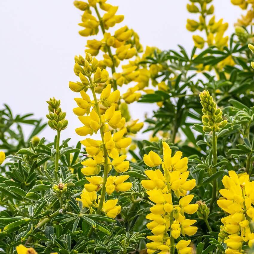 Yellow Lupine Flower Seeds for Planting – Heirloom, Non-GMO, High Germination Garden Seeds