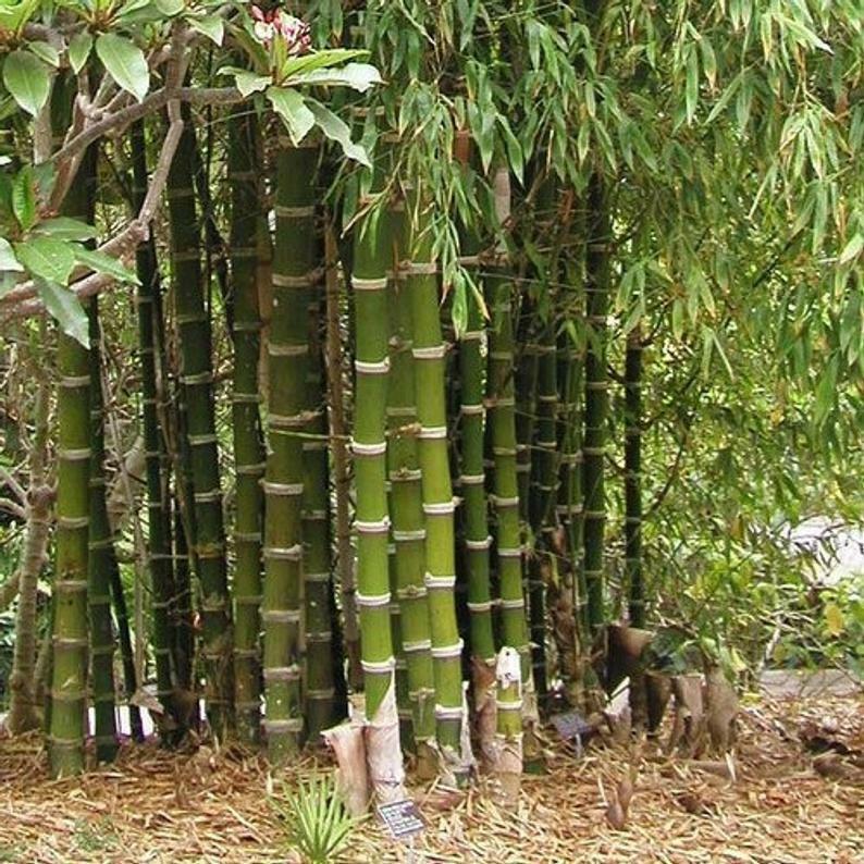 Giant Bamboo Seeds for Planting – Fast-Growing Non-GMO Tropical Bamboo for Garden, Privacy Screens, and Landscaping