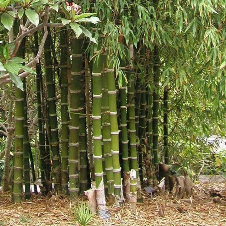 Giant Bamboo Seeds for Planting – Fast-Growing Non-GMO Tropical Bamboo for Garden, Privacy Screens, and Landscaping
