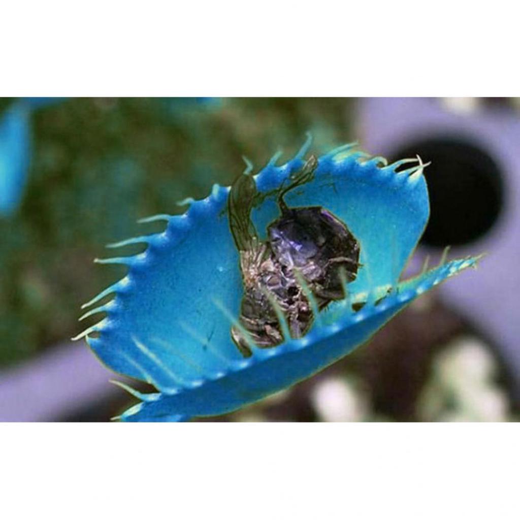 Blue Venus Fly Trap Seeds for Planting – Organic, Heirloom, Non-GMO, High Germination Carnivorous Plant Seeds