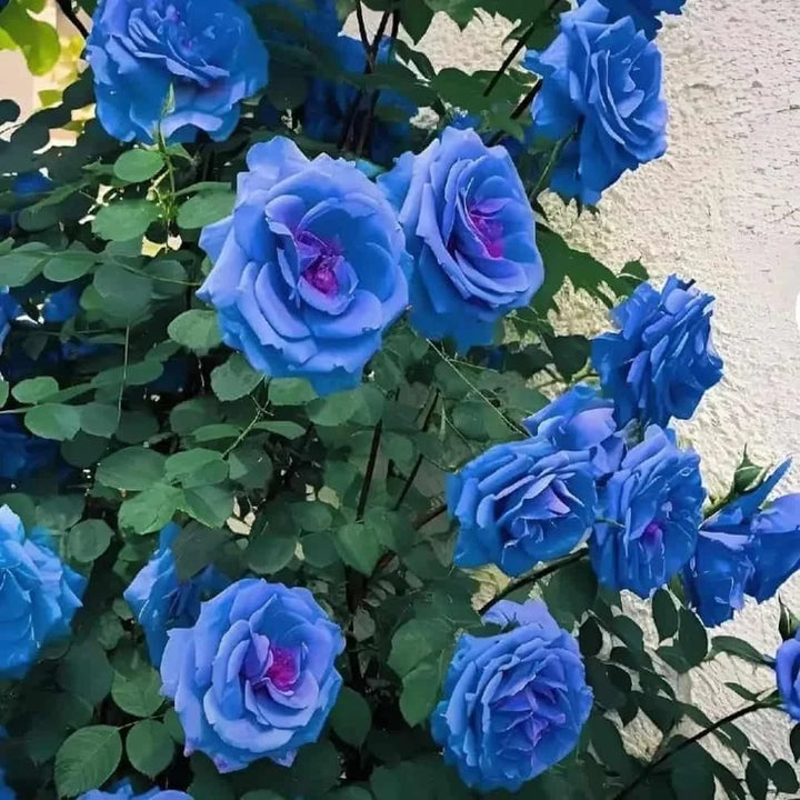 Blue Climbing Rose Flower Seeds – Heirloom Non-GMO High Germination Organic Garden Seeds for Trellis Planting