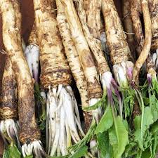 Horseradish Root Seeds for Planting – Heirloom, Non-GMO Perennial Vegetable  for Culinary & Medicinal Use