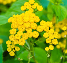 Tansy Herb Seeds (Tanacetum vulgare) for Planting – Heirloom, Non-GMO Medicinal & Companion Plant