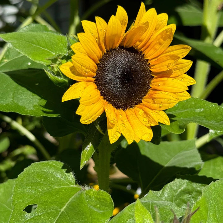Yellow Hybrid Sunflower Seeds – Heirloom, Non-GMO Flower Seeds for Planting