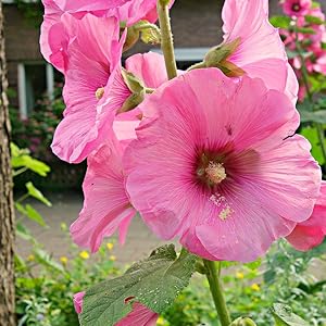 Baby Pink Hollyhock Flower Planting Seeds for Garden – Non-GMO, Heirloom, High Germination Seeds