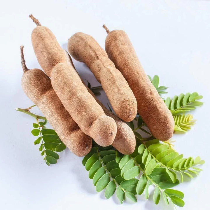 Tamarind Tree Seeds for Planting – Heirloom, Non-GMO, High Germination Organic Garden Seeds for Exotic Outdoor Gardens & Landscaping