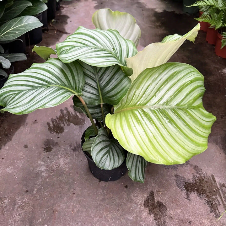 Calathea Orbifolia Flower Seeds for Planting - Heirloom & Non-GMO Organic Garden Seeds with High Germination