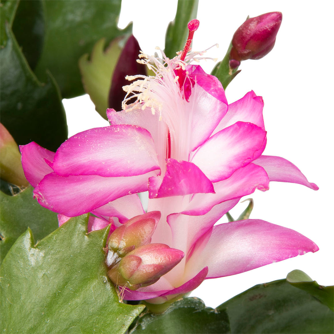 White Pink Zygocactus Flower Seeds for Planting – Heirloom, Non-GMO, High Germination Organic Garden Seeds