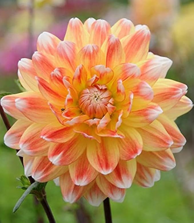 Yellow-Orange Dahlia Flower Seeds for Planting – Heirloom, Non-GMO, Organic, High Germination, Easy to Grow Garden Blooms