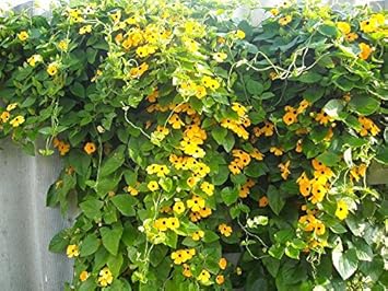 Flower Seeds, Seeds for Planting, Plant Seeds
