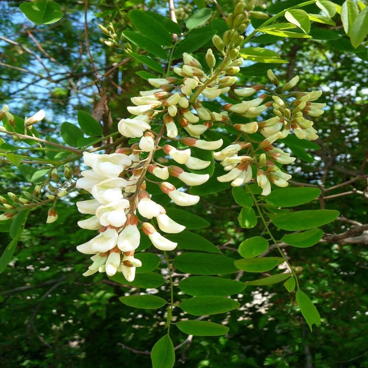 Robinia Flower Seeds for Planting – Fast-Growing Ornamental Tree Seeds