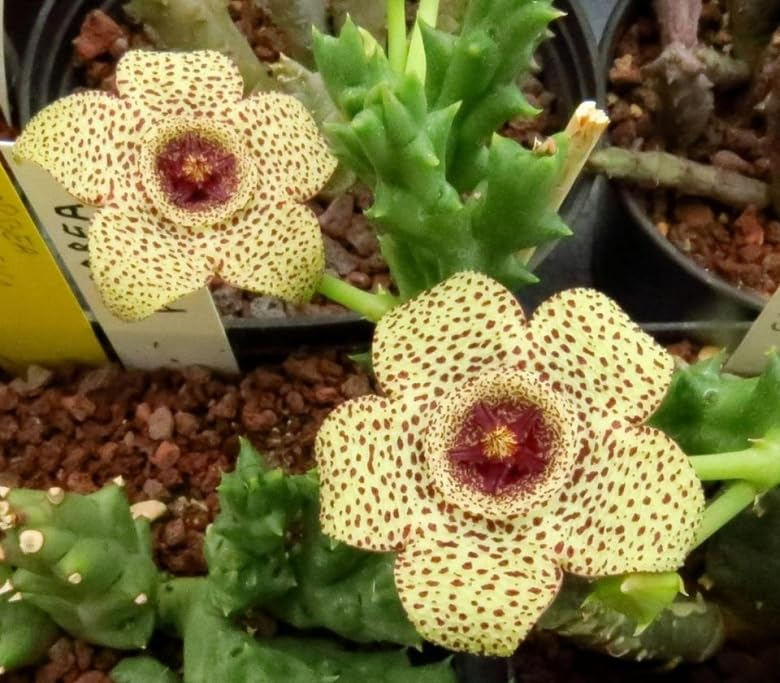 Yellow Stapelia Flower Seeds for Planting – Heirloom Non-GMO Succulent Plant Seeds, High Germination