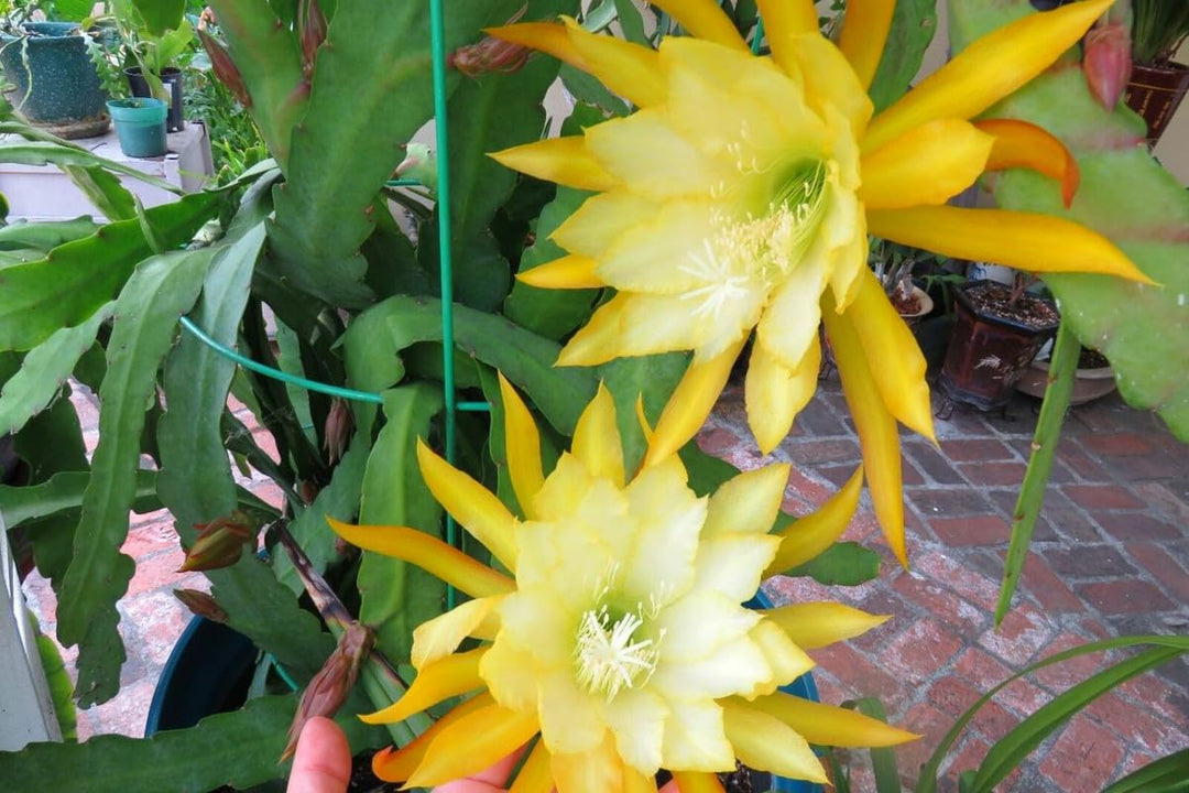 Yellow Epiphyllum Oxypetalum Flower Seeds for Planting – Heirloom, Non-GMO, High Germination Cactus Seeds