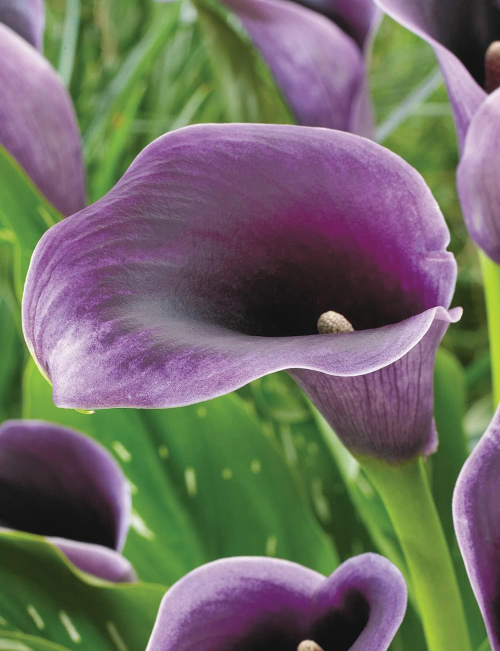 planting calla lily seeds Purple Calla lily Flower Seeds for Planting
