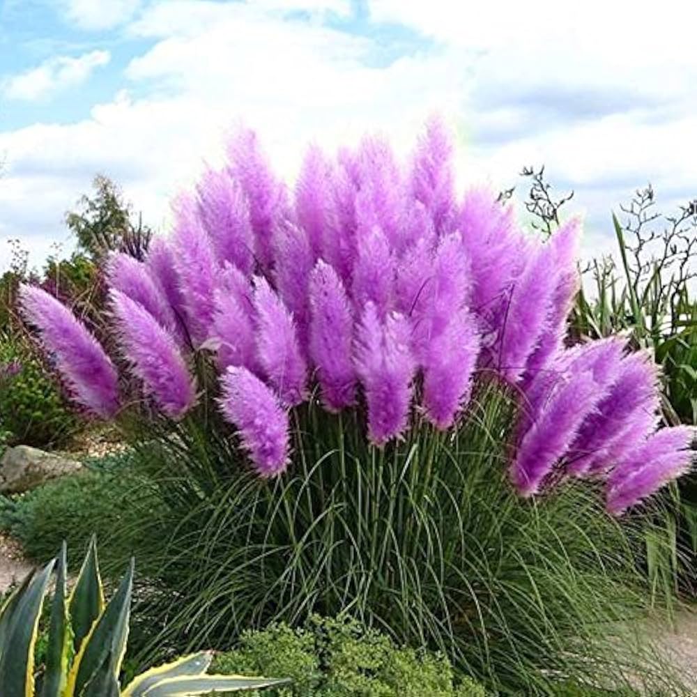 Nema Rare Purple Pampas Grass Seeds – Ornamental Grass Seeds for Planting, Heirloom & Non-GMO Drought-Tolerant Perennial