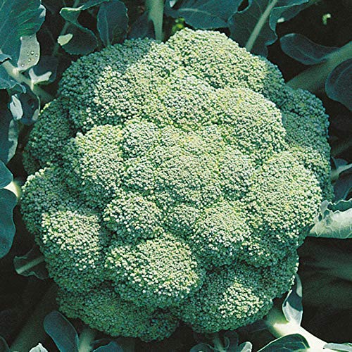 Chinese Broccoli Gai Lan Seeds for Planting – Heirloom, Fast-Growing Asian Vegetable