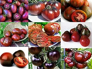 Mixed Black Tomato Seeds – 9 Heirloom Non-GMO Varieties Including Black Prince, Cherokee Purple & Black Cherry