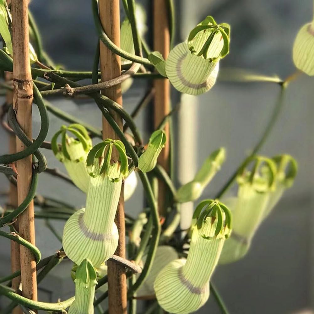 Ceropegia Flower Seeds for Planting – Heirloom, Non-GMO, High Germination Organic Garden Seeds
