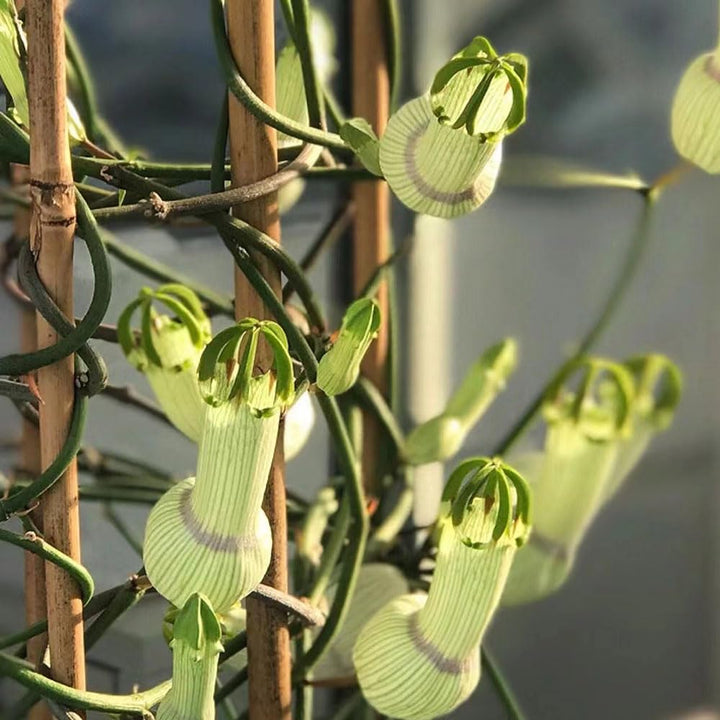 Ceropegia Flower Seeds for Planting – Heirloom, Non-GMO, High Germination Organic Garden Seeds