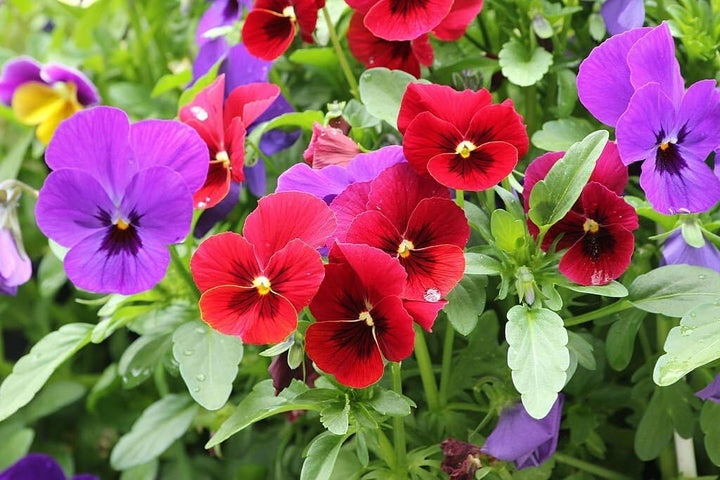Yellow Violet Pansy Flower Seeds for Planting – Heirloom, Non-GMO, High Germination Organic Garden Seeds