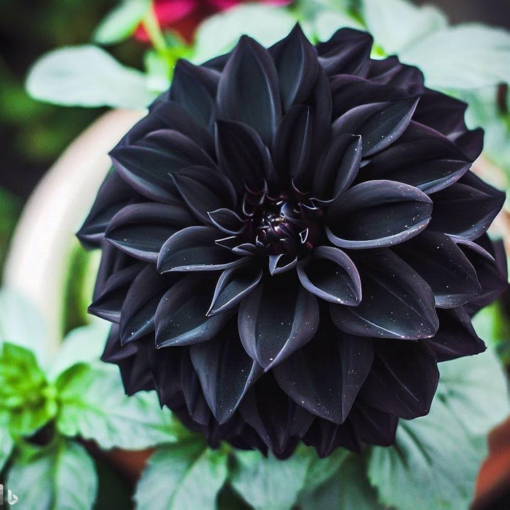 Black Pompon Dahlia Flower Seeds – Heirloom Non-GMO Seeds for Planting, High Germination Organic Garden Blooms