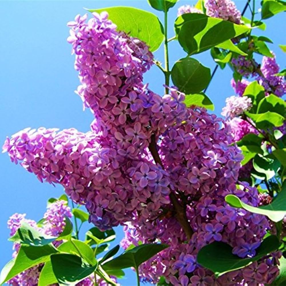 Purple Fragrant Flower Seeds for Planting – Heirloom, Non-GMO, High Germination Organic Garden Seeds