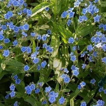 Flower Seeds, Seeds for Planting, Plant Seeds