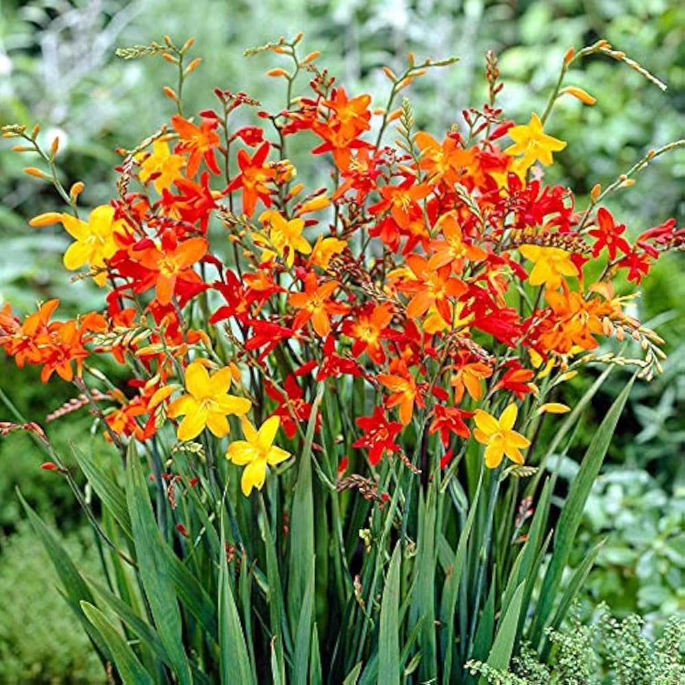 Crocosmia Flower Seeds for Planting – Heirloom, Non-GMO, High Germination Organic Garden Seeds