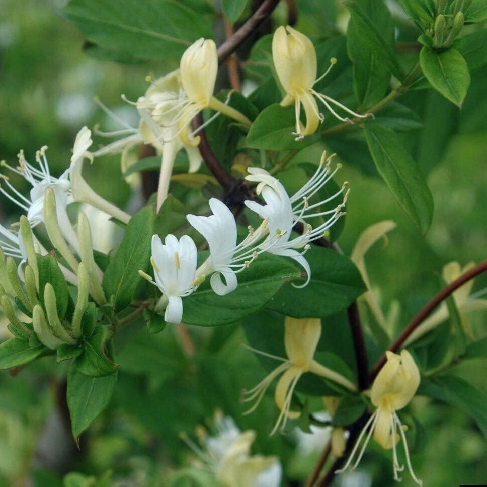 Heirloom White Cape Honeysuckle Flower Seeds, Non-GMO Elegant Blooms for  Planting