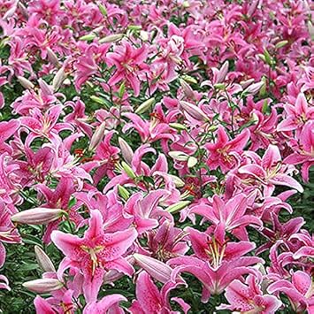 Flower Seeds, Seeds for Planting, Plant Seeds