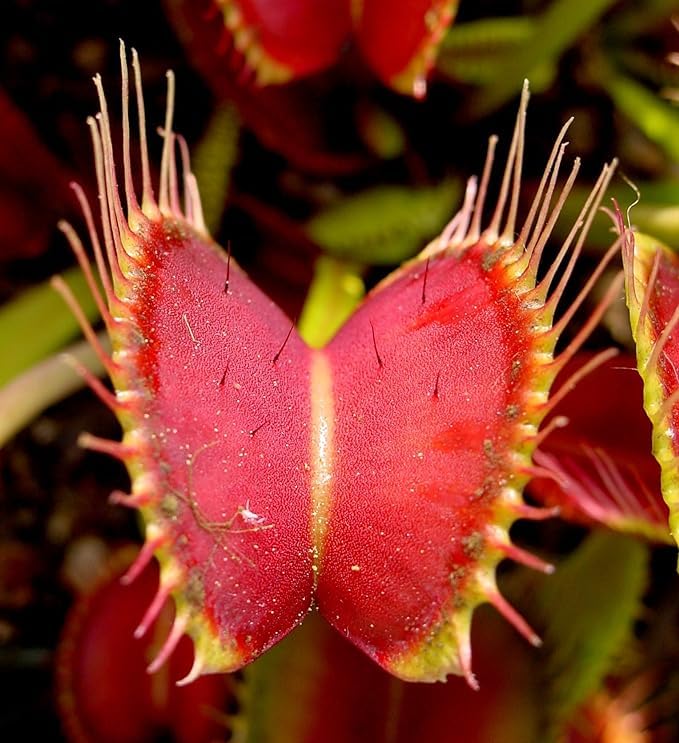 Carnivorous Plant Seeds for Planting - 100 pcs