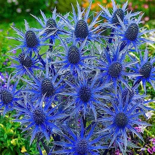 Alpine Blue Sea Holly Flower Seeds for Planting – Heirloom Non-GMO Organic Garden Seeds with High Germination