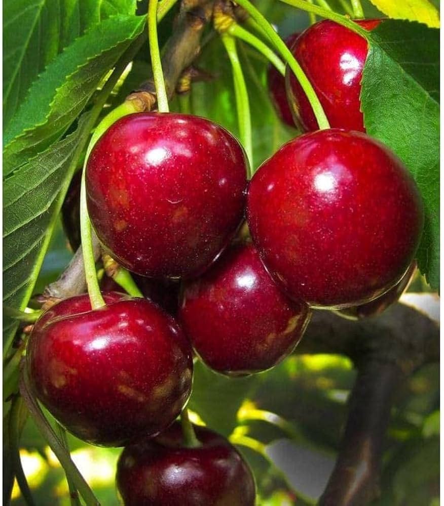 Barry’s Cherry Fruit Seeds for Planting – Sweet, Juicy Cherries, 100 pcs, Heirloom & Non-GMO, High Germination