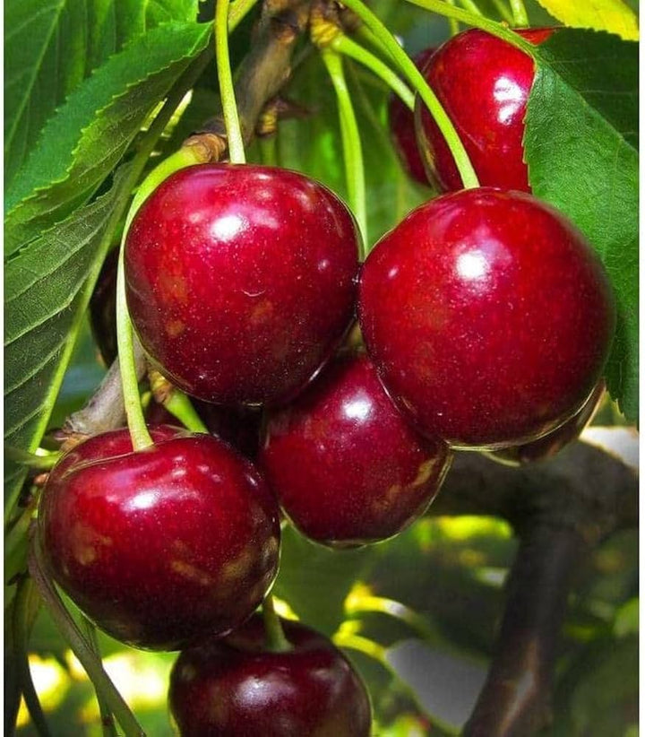 Barry’s Cherry Fruit Seeds for Planting – Sweet, Juicy Cherries, 100 pcs, Heirloom & Non-GMO, High Germination