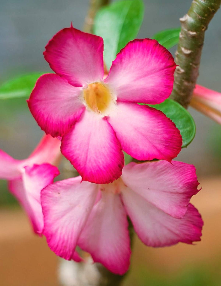 Adenium Obesum Desert Rose Seeds – Heirloom Non-GMO Seeds for Planting | High Germination Organic Garden Seeds