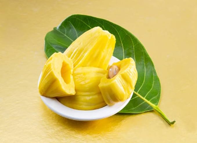 Jackfruit Kathal Fruit Seeds for Planting – Heirloom, Non-GMO, High Germination Organic Garden Seeds, Tropical Variety