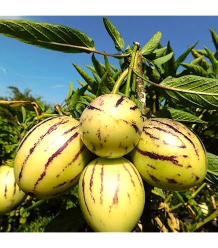Asian Apple Melon Seeds for Planting – Exotic, Sweet & Tangy Fruit, Heirloom, High Germination, Non-GMO Organic Garden Seeds