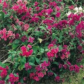 Flower Seeds, Seeds for Planting, Plant Seeds