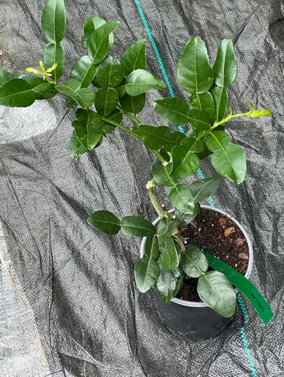 Thai Kaffir Lime Seeds for Planting – Heirloom, Non-GMO, High Germination Organic Seeds for Aromatic Citrus Leaves