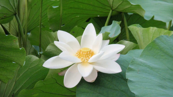 White Sacred Lotus Seeds (Nelumbo Nucifera) for Planting – Heirloom, Non-GMO Aquatic Flower Seeds