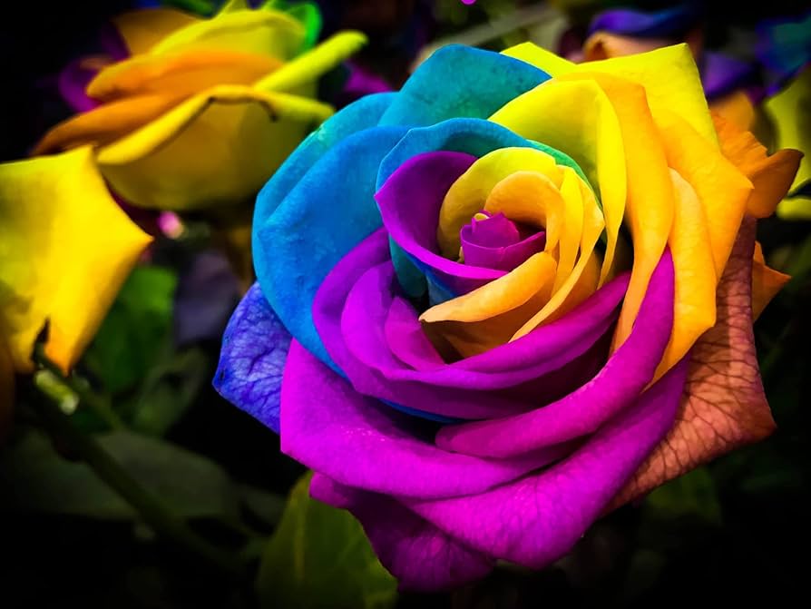 Rainbow Rose Types Beautiful Home Garden Plants Flower Seeds for Ornamental  Organic – Neeraseeds