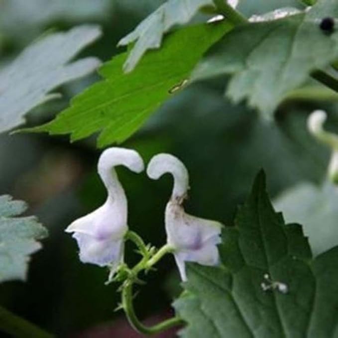 swan plant seed dispersal Swan Flower Seeds – Heirloom Non-GMO – Neeraseeds