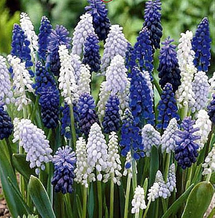 Grape Hyacinth Seeds – Delft Blue Muscari Heirloom, Non-GMO, High Germination Organic Garden Seeds for Planting