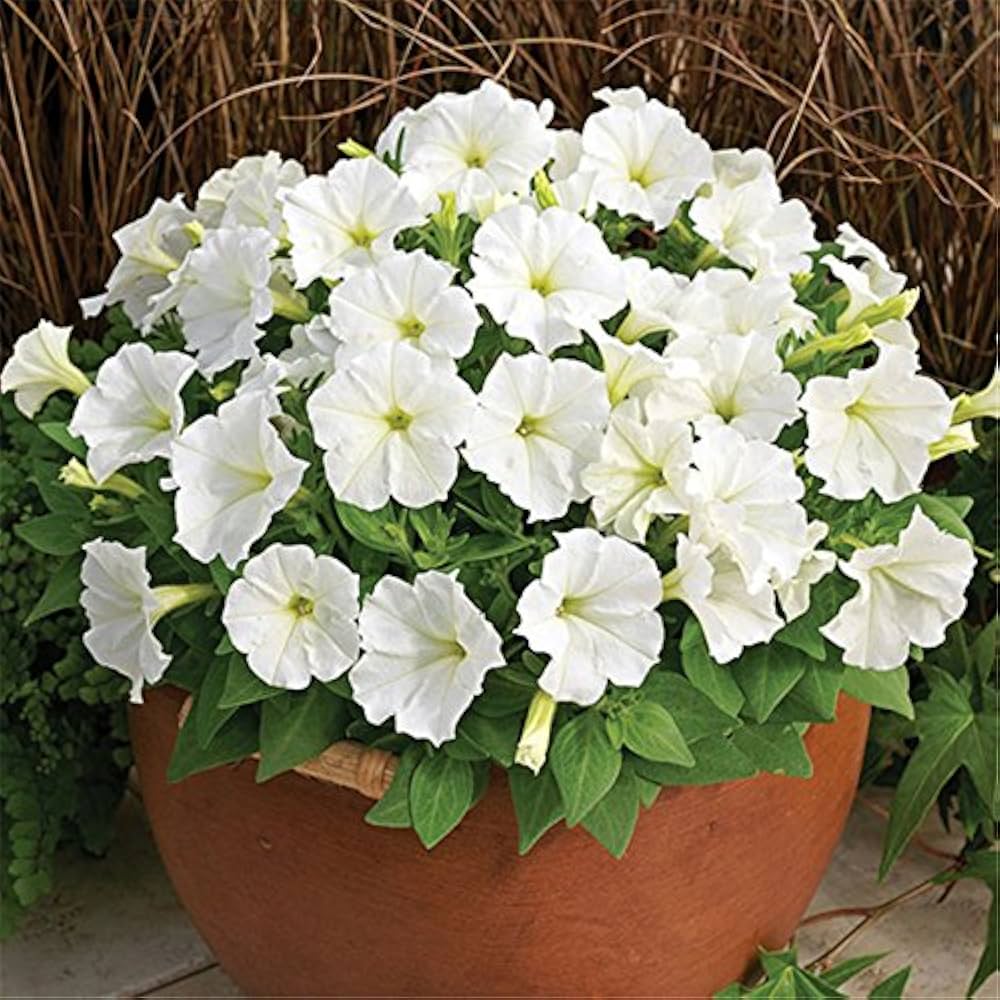 White Petunia Flower Seeds for Planting - Heirloom, NON-GMO, High Germination, Organic Garden Seeds